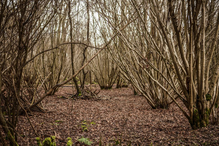 looking into dense woodlandの写真素材