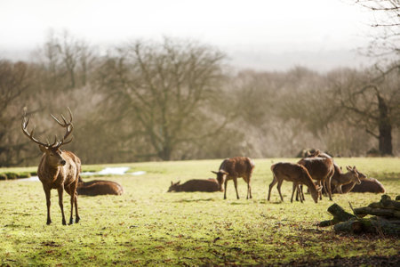 large male deer looking over his herd