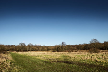 nature scenery under sky, pictoresque landscape looking across to a forest in the distant