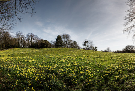 large daffodil fields woods in essex england, the first signs of spring is on it's wayの写真素材