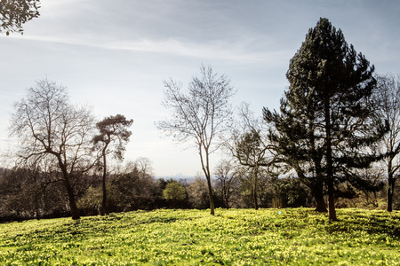 large daffodil fields woods in essex england, london canary wharf can be seen in the distant through the treesの写真素材