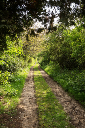 pathway in woods in the essex countrysideの写真素材