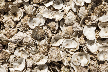 image of may empty oyster shellsの写真素材