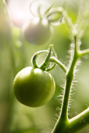 Close up detail shot of growing your own tomatoes in a a small green houseの写真素材