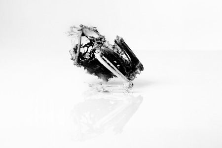 still life image of a single dead bird の写真素材