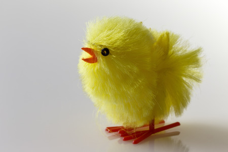 small fluffy decorative toy chicken  shot in the studio on white perspex backgroundの写真素材