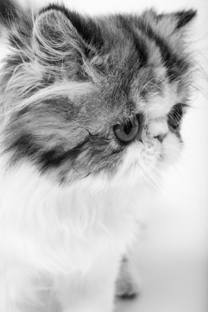 cute cat shot in the studio