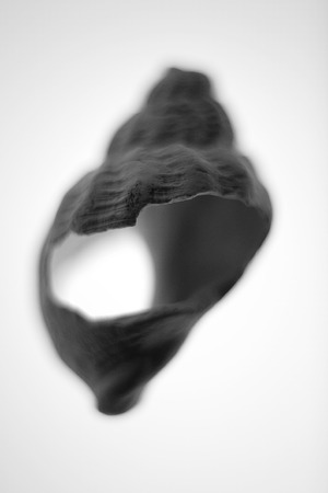 close up shot of single shell on white background eroded away with time found by the seaside washed upの写真素材