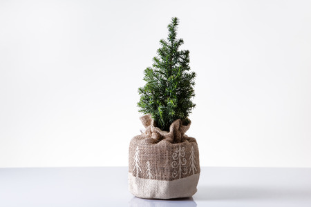 mini christmas tree shot in the studio in a hessian bagの写真素材