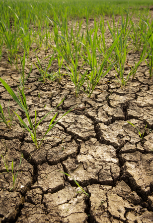 close up image of cracked dried up ground with grass growingの写真素材