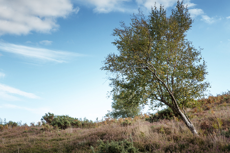 beautiful landscape of Stoborough Heath, Wareham, Dorsetの写真素材