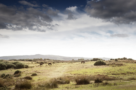 beautiful landscape of Stoborough Heath, Wareham, Dorsetの写真素材
