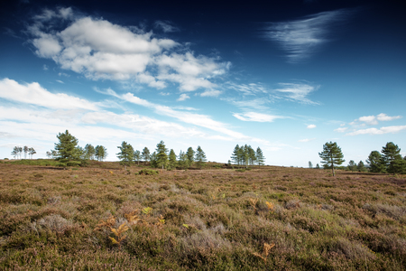 beautiful landscape of Stoborough Heath, Wareham, Dorsetの写真素材