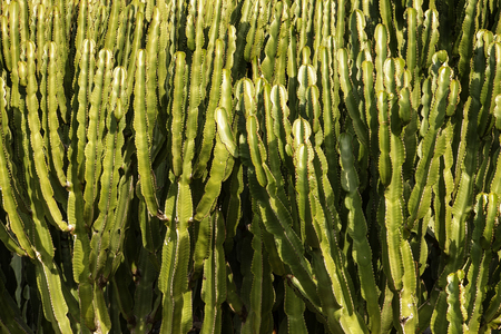 background image of a large cactusの写真素材
