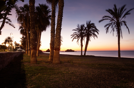 Palm tree in Almunecar costa de tropical spainの写真素材