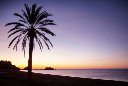 Palm tree in Almunecar costa de tropical spainの写真素材