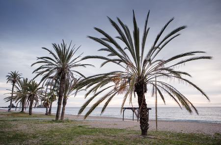 palm tree on the beach in costa tropical spain as the sun is settingの写真素材