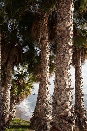 close up of a trunks of palm trees with a beach backdropの写真素材