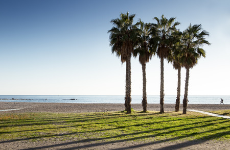 palm trees on a beach in spainの写真素材