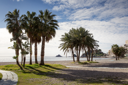 palm trees on a beach in spainの写真素材