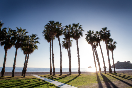 palm trees on a beach in spainの写真素材