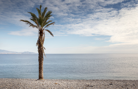 palm trees on a beach in spainの写真素材