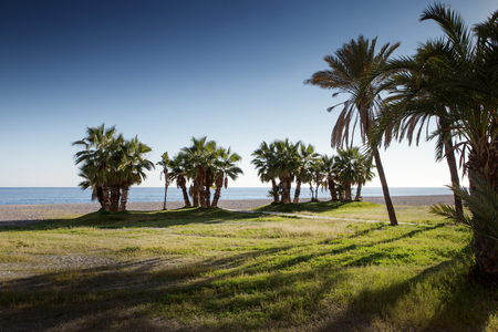 palm trees on a beachの写真素材