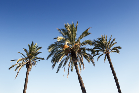 clear blue sky with the tops of palm trees in the frameの写真素材