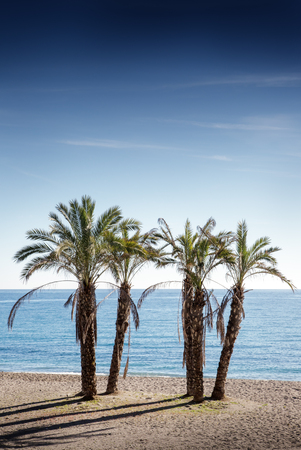 palm trees on a beachの写真素材