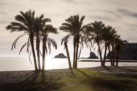 palm trees on a beachの写真素材