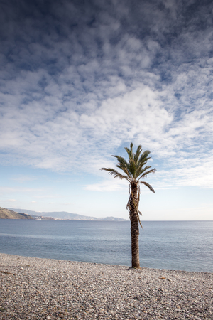palm tree on a beachの写真素材