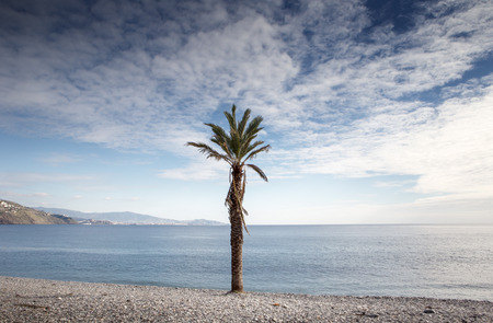 palm tree on a beachの写真素材