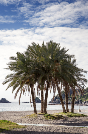 palm trees on a beach in spainの写真素材