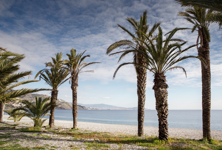 palm trees on a beach in spainの写真素材