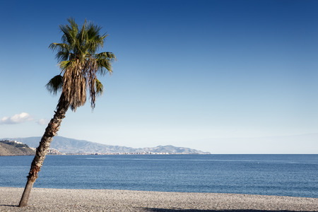 single palm tree on a beach in spainの写真素材