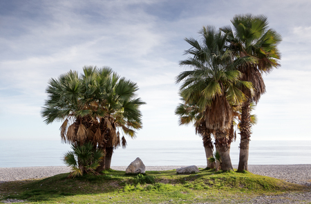 palm trees on a beach in spainの写真素材