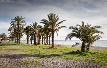 palm trees on a beach in spainの写真素材