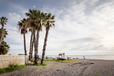 palm trees on a beach in spainの写真素材