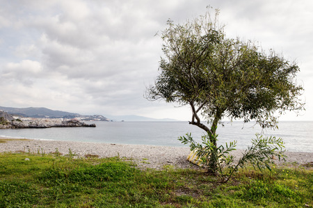 landscape image of a stony  beach in almunecar spain with a treeの写真素材
