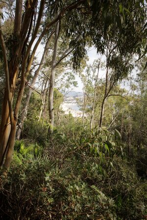 looking through a forest of trees with the city of almunecar in the back groundの写真素材