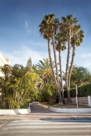 palm trees along a road in almunecar spain with nobody aboutの写真素材