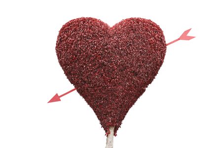 shaping a topiary tree into a love heart with a arrow going through itの写真素材