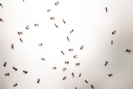 many ants running around on white paper の写真素材