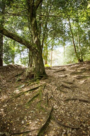 pathway in the woods around the forest in surrey