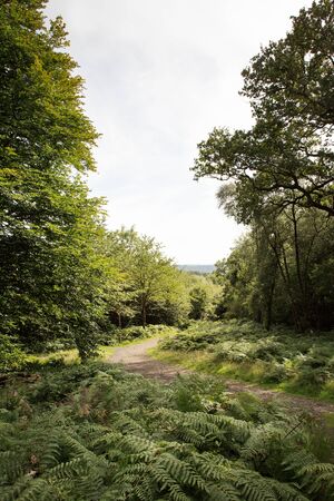 trees in a green field taken in the surrey countryside in englandの写真素材
