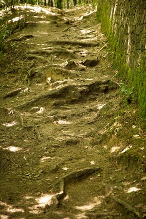 pathway going up a hill with roots of a trees acting like stepsの写真素材