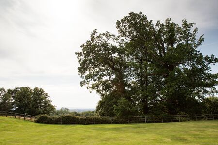 trees in a green field taken in the surrey countryside in englandの写真素材