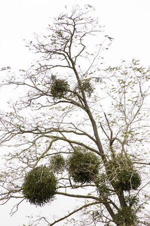 mistletoe on a tree in winter time the tree has no leaves on itの写真素材