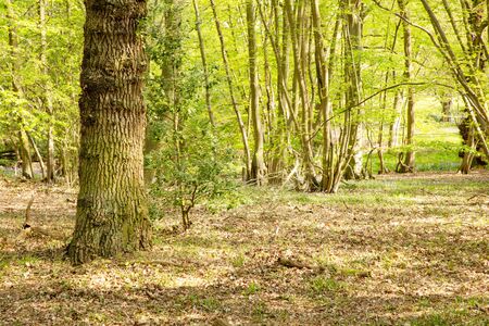 trees in the woods in essex englandの写真素材