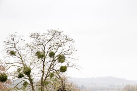mistletoe on a tree in winter time the tree has no leaves on itの写真素材